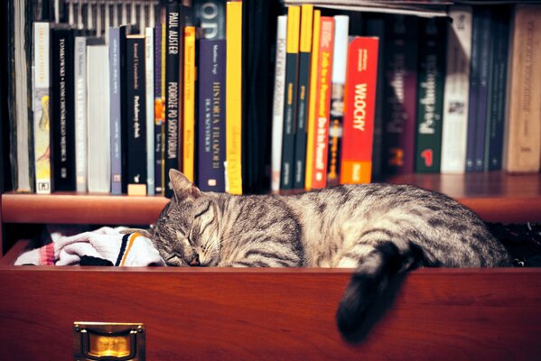 Eine gestreifte Katze schläft in einer Schublade eines Bücherregals