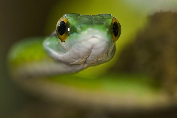 Green snake with yellow eyes macro shooting