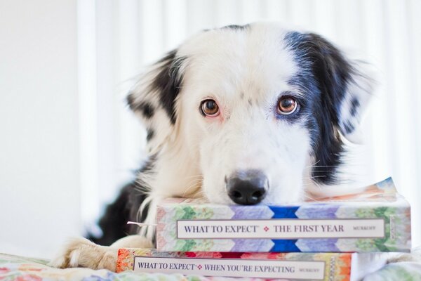 Schöner Hund legte seinen Kopf auf einen Stapel Bücher