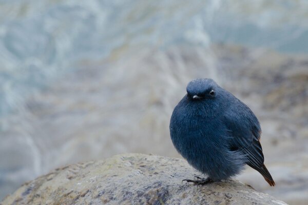 Птица, сидящая на камне, как колобок
