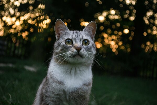 Gatto sullo sfondo del sole tramontante che traspare attraverso il fogliame degli alberi