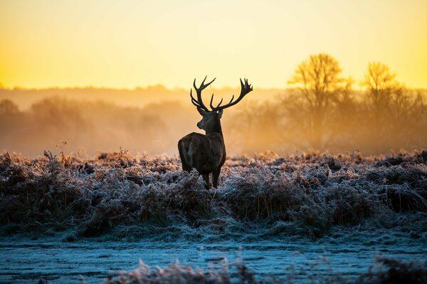 Hirsche in der Natur bei Sonnenaufgang