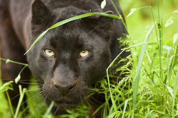 Versteckter schwarzer Panther im grünen Traveco