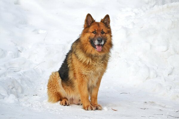 A formidable German Shepherd among snow-covered snowdrifts