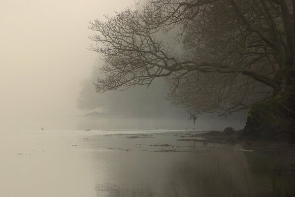 Branches d arbres sur la rive brumeuse