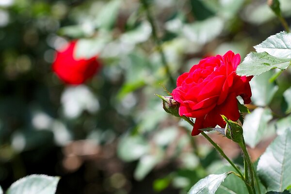 Naturaleza de verano con flores macro rosa