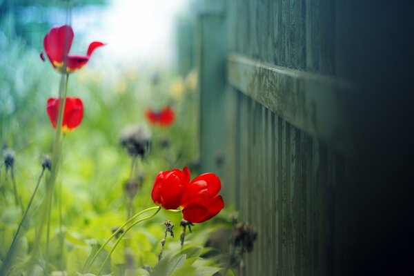 Red tulips on the fence background