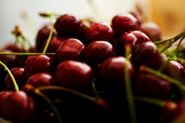 Cherry berries on green twigs