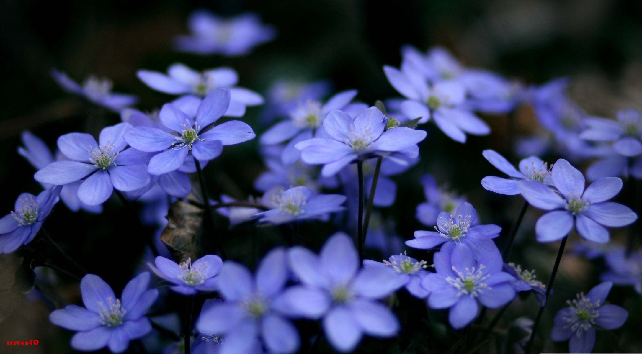 fleurs bleu