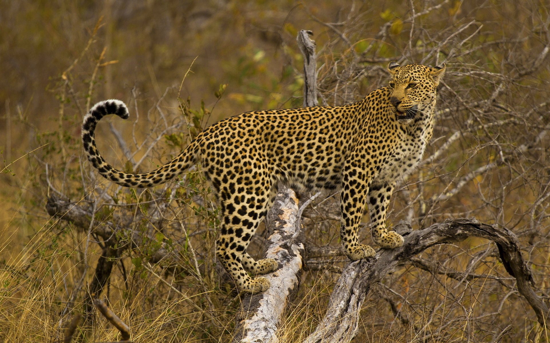 gefleckte katze leopard steht baum schaut