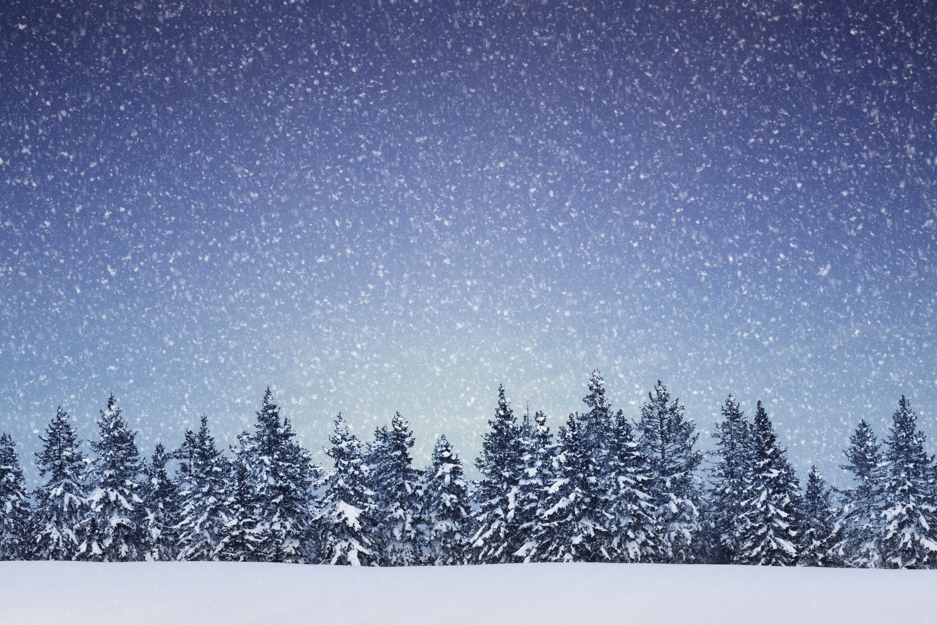 paysage flocons de neige sapin arbres forêt de conifères neige