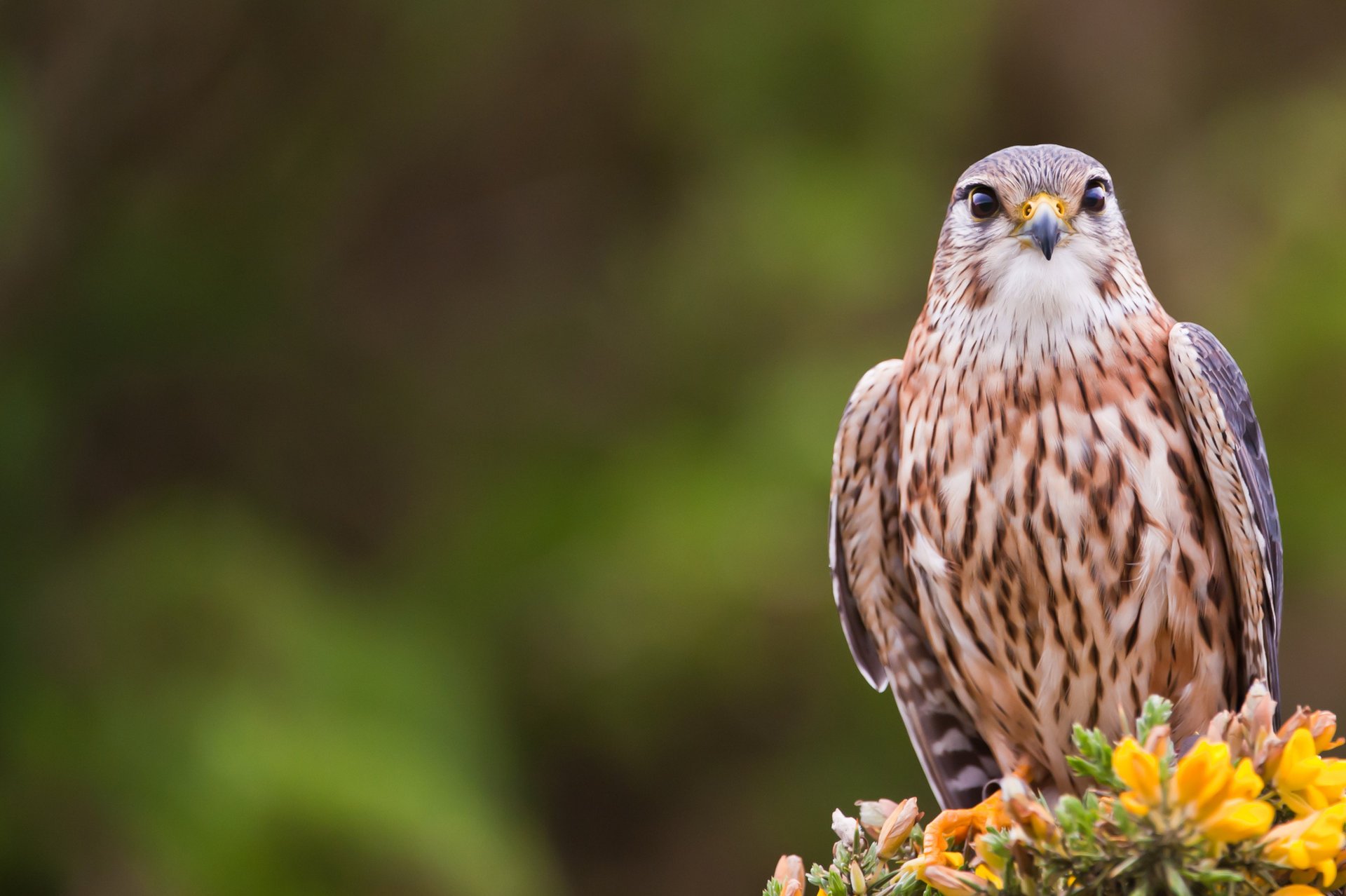 птица merlin кречет bird взгляд