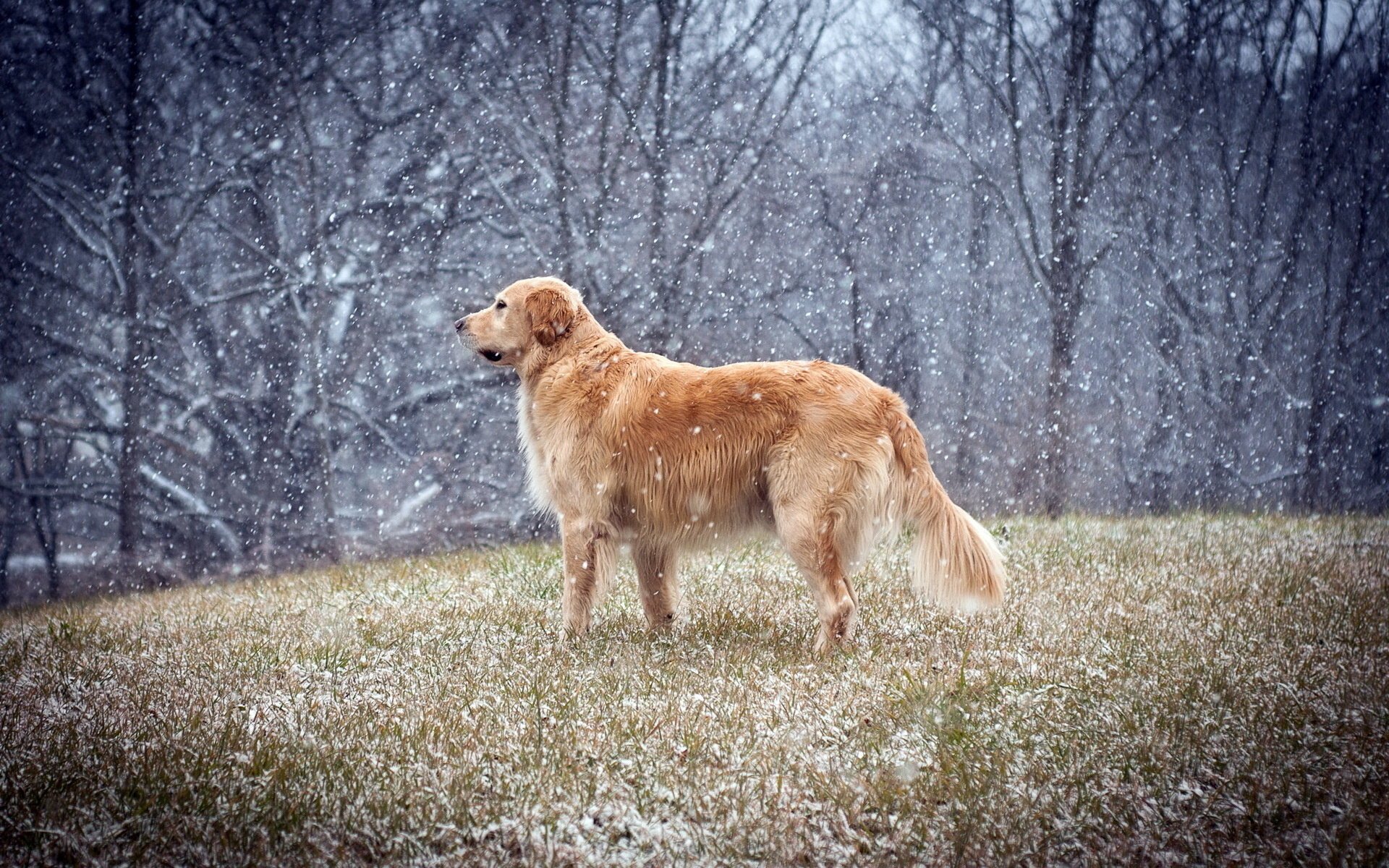 perro invierno campo