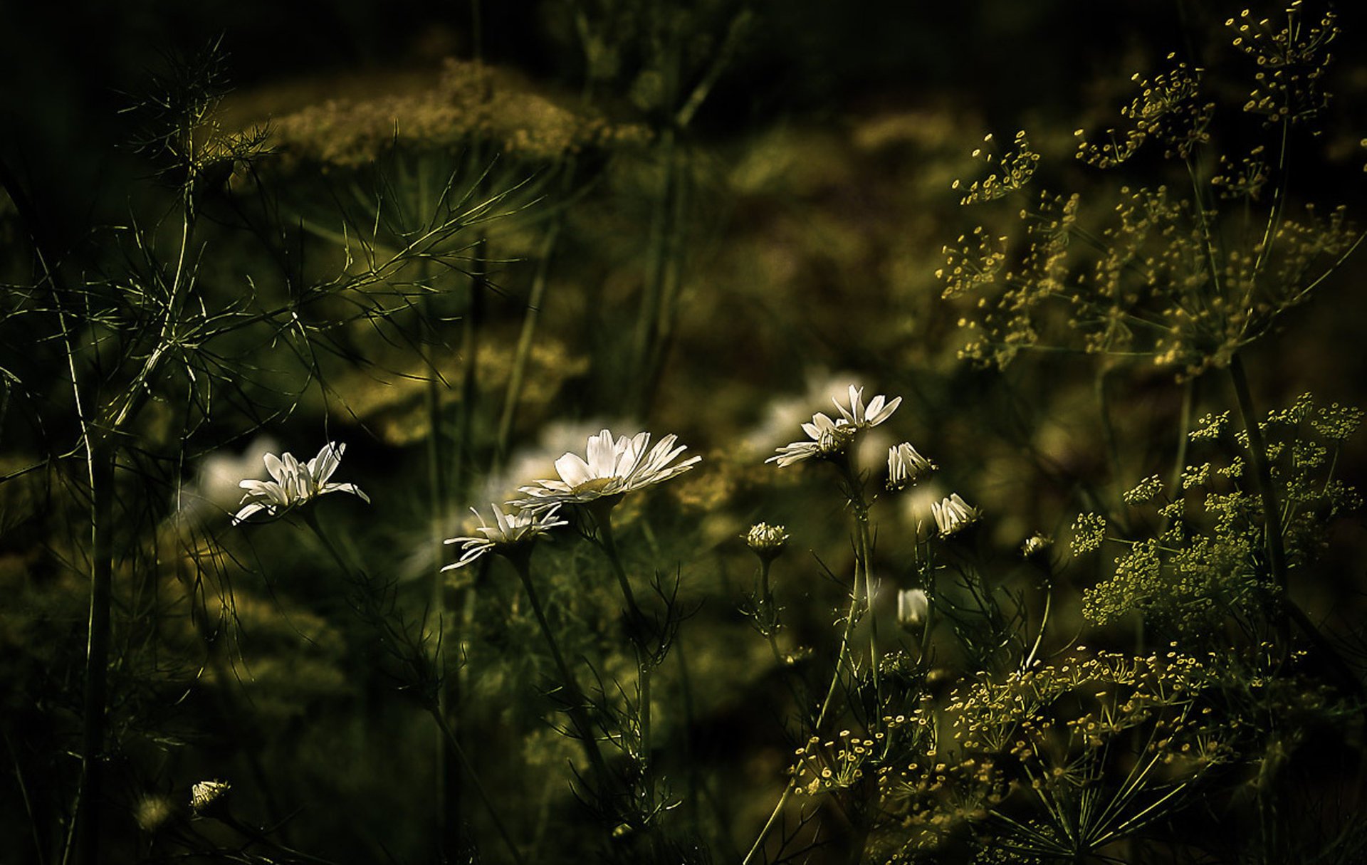 greens black background rosa chamomile