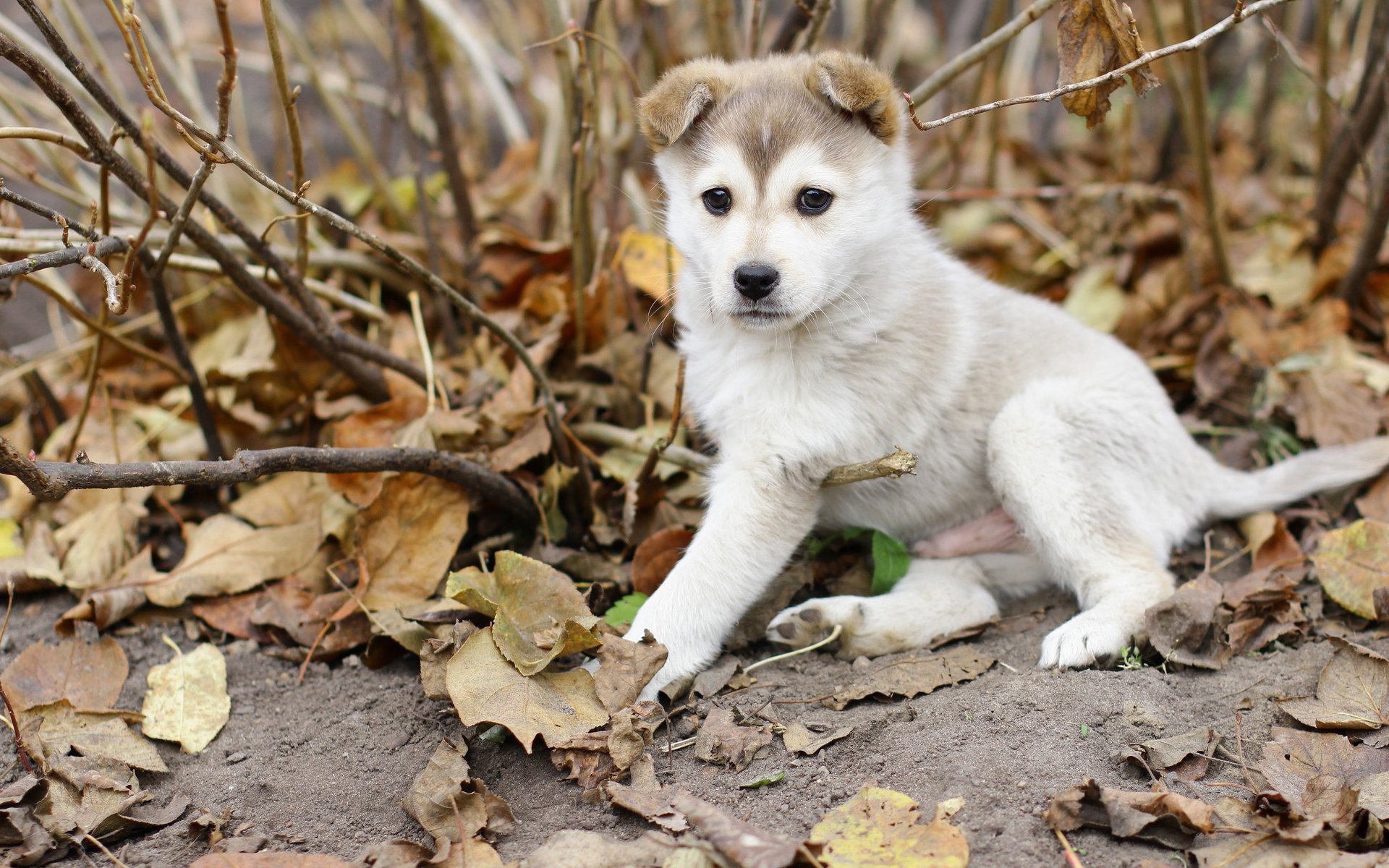 cane husky foglie autunno cucciolo