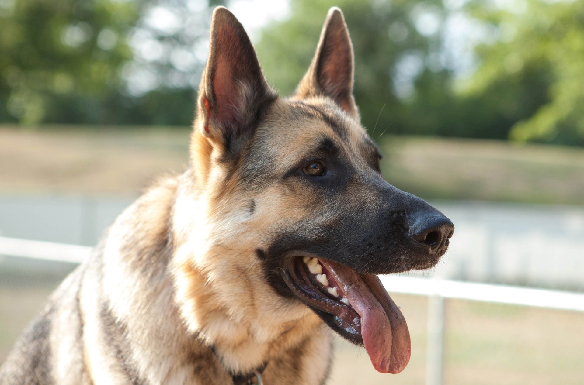 perro pastor de europa del este hocico ojos