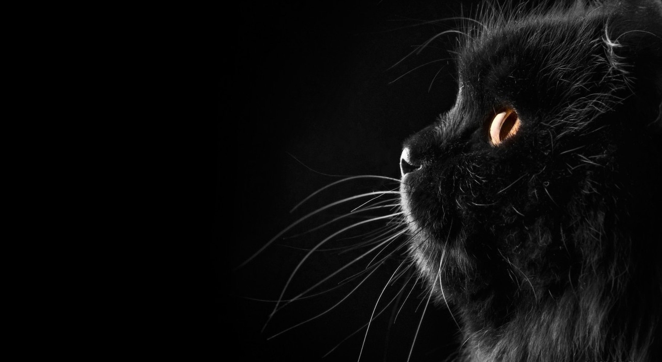 black background cat mustache