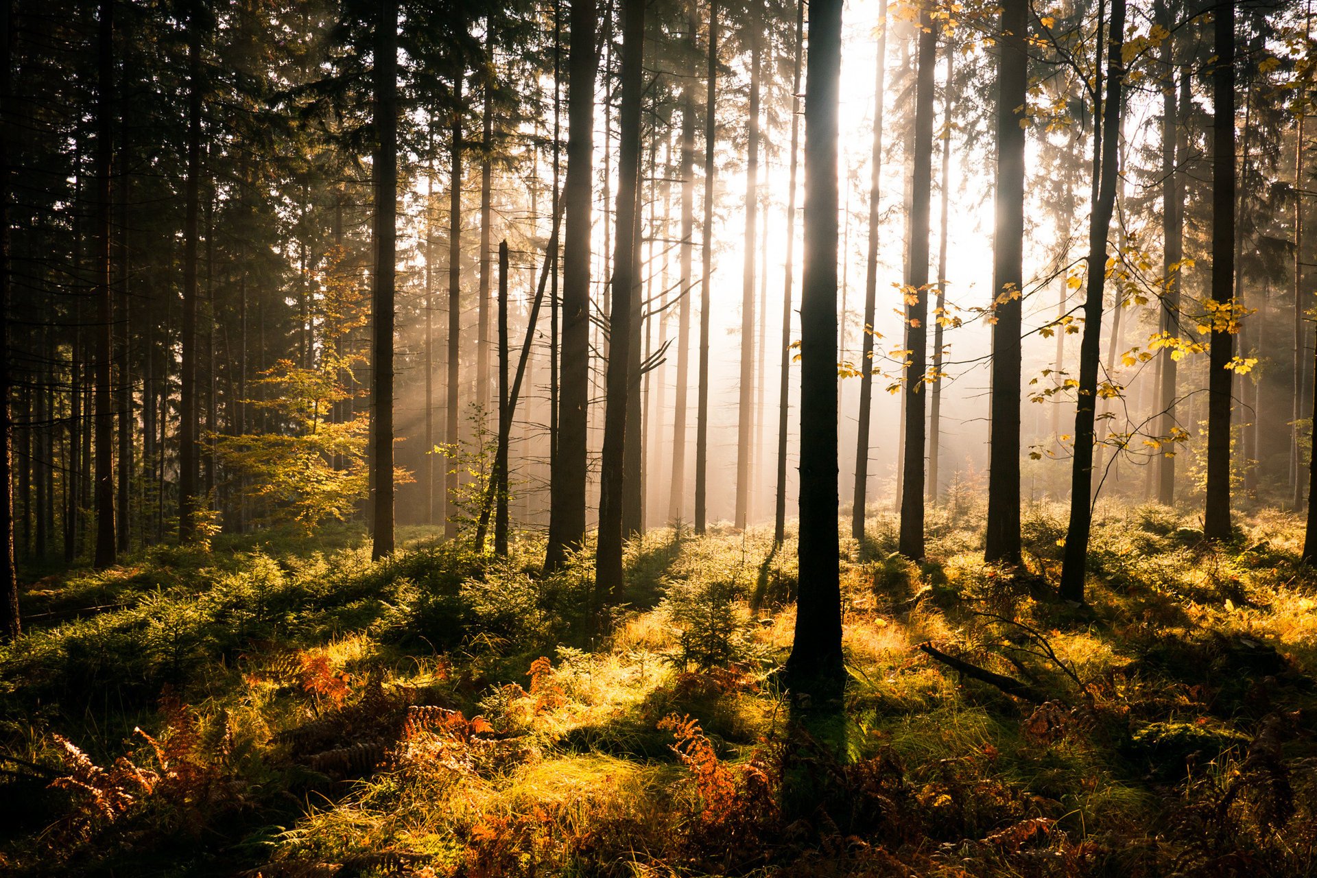 wald grün sonnenstrahlen bäume farn