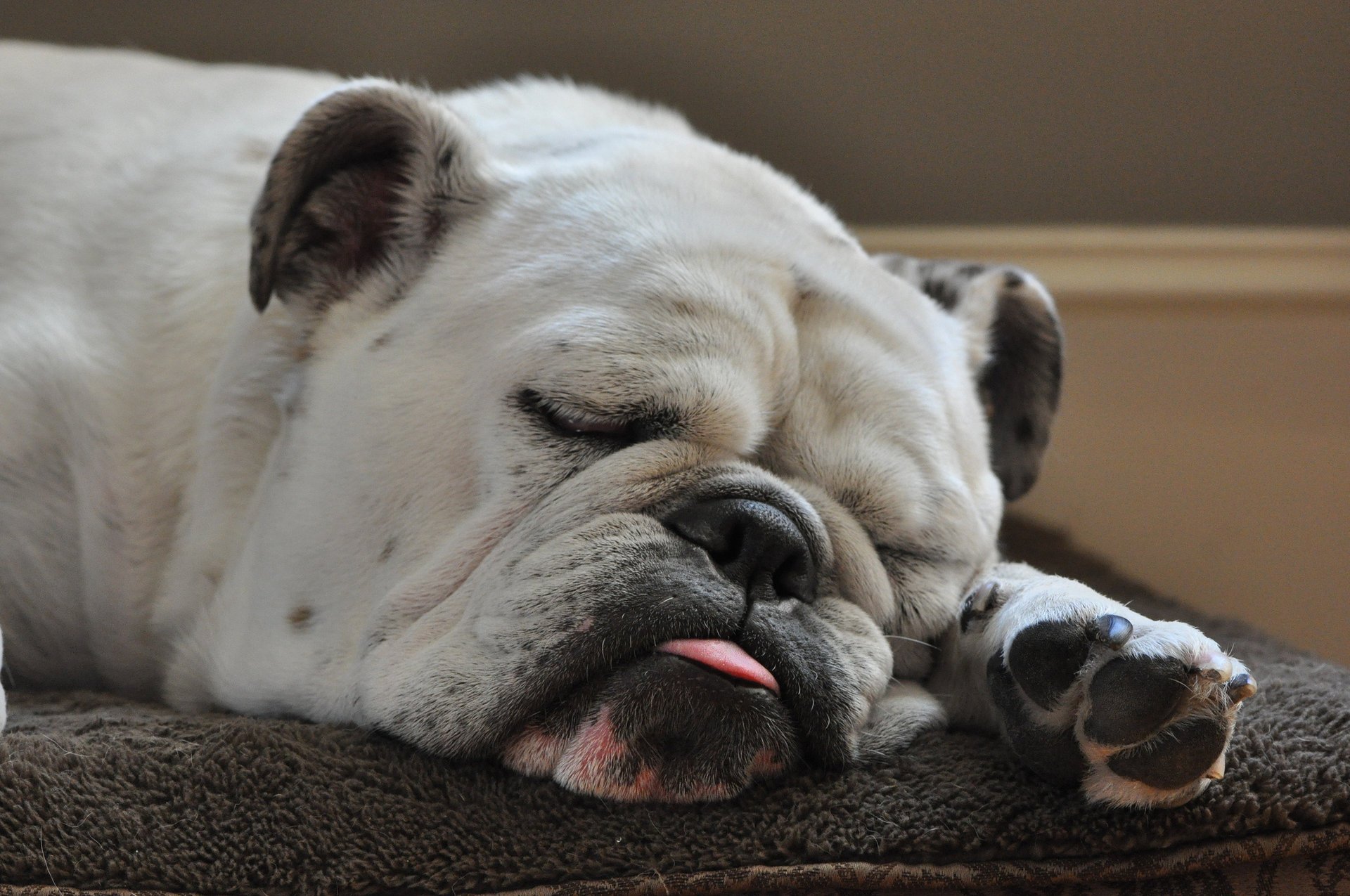 bulldog language sleeping dog