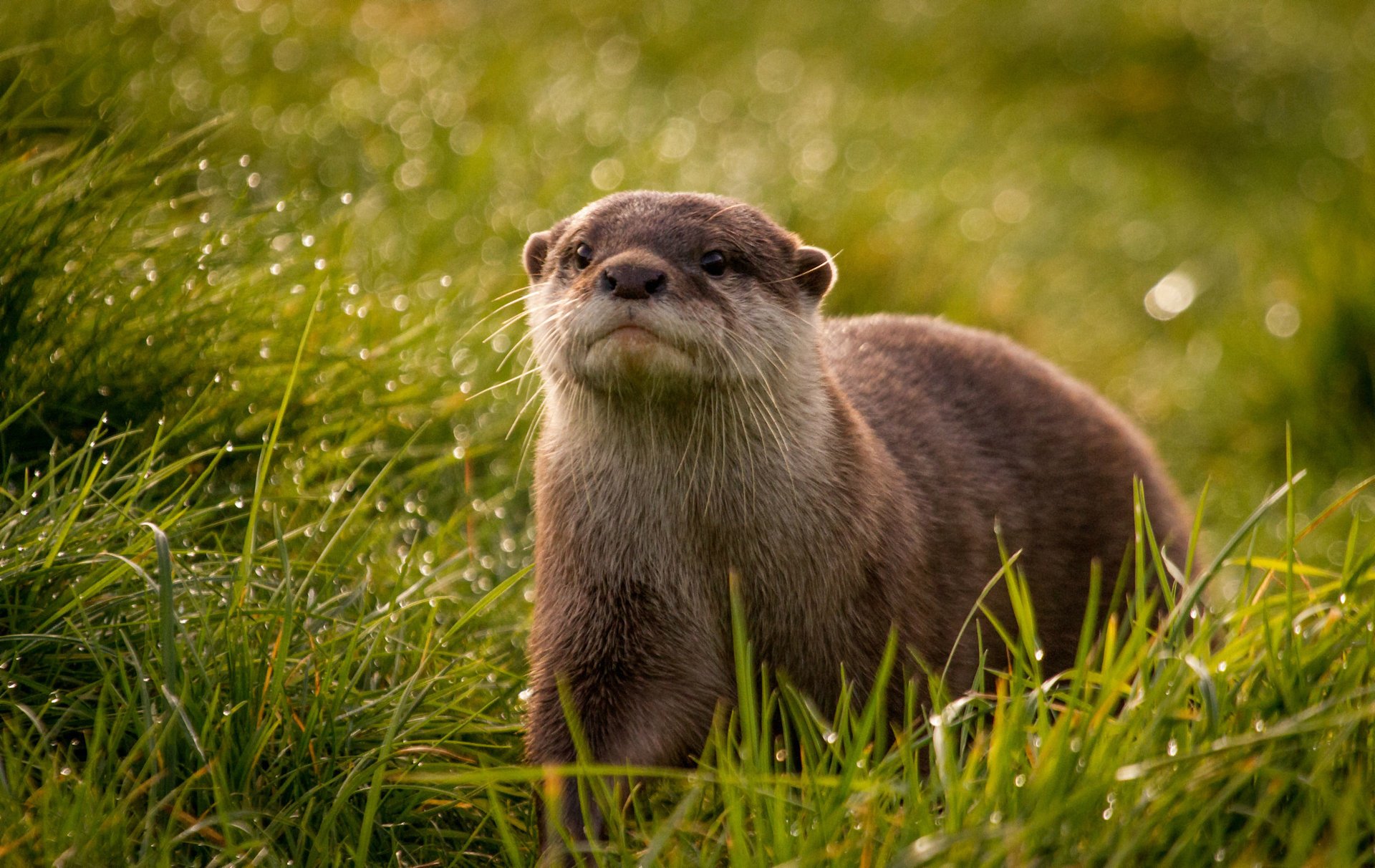 glare look droplets grass otter muzzle rosa