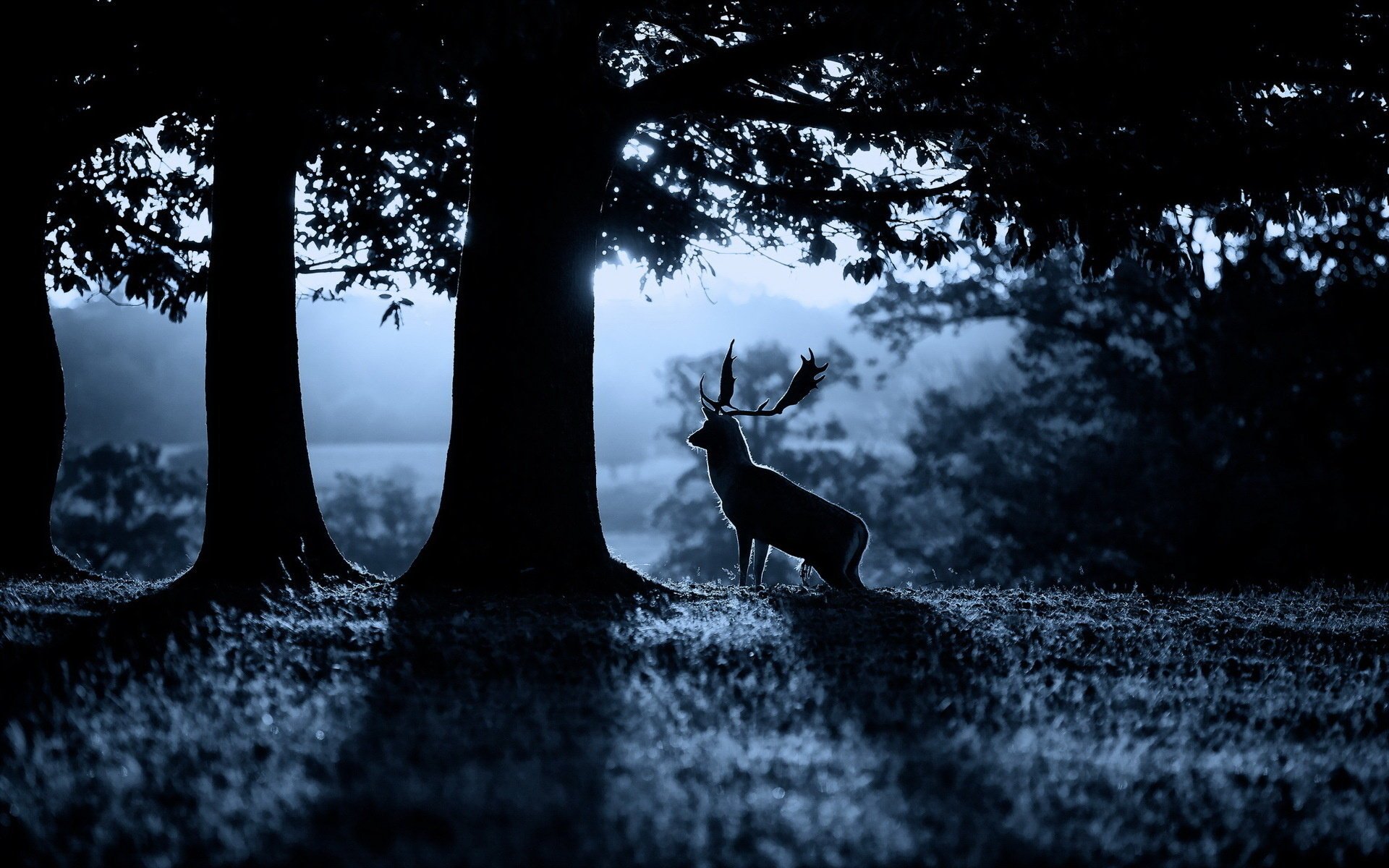 deer morning forest nature