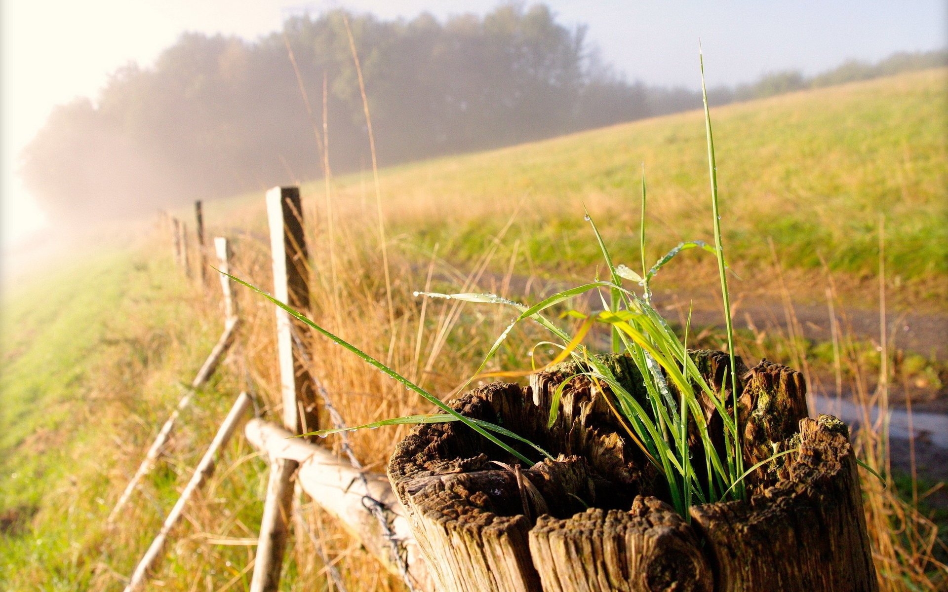 herbe gros plan clôture