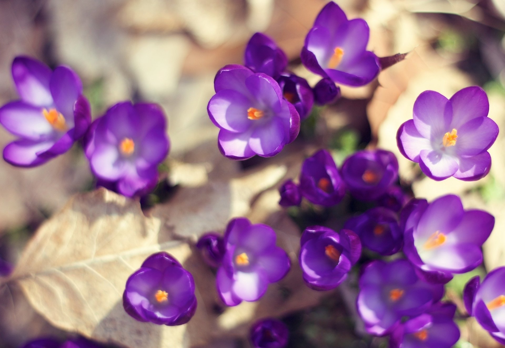 flores azafrán luz púrpura hojas tierra primavera