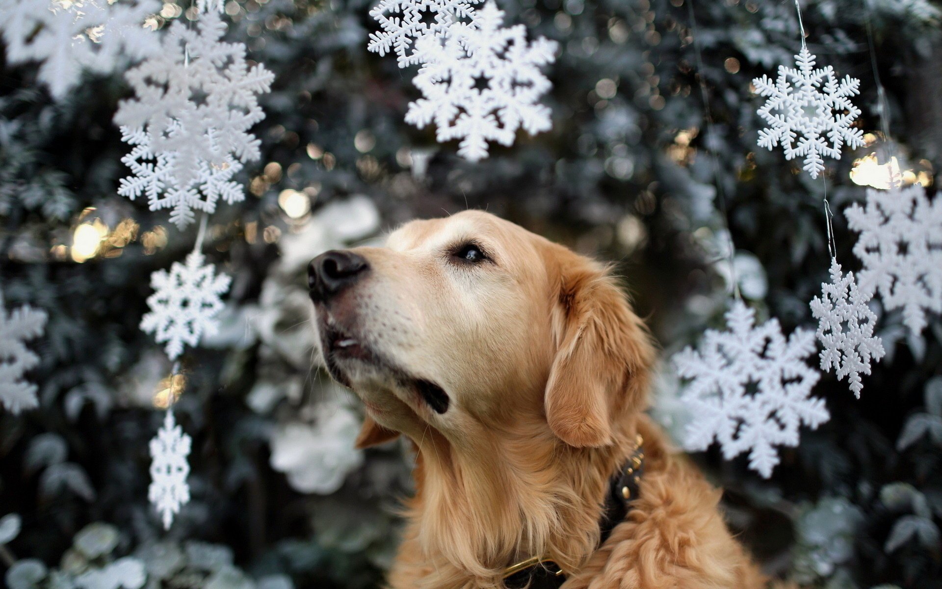 hund urlaub weihnachtsbaum