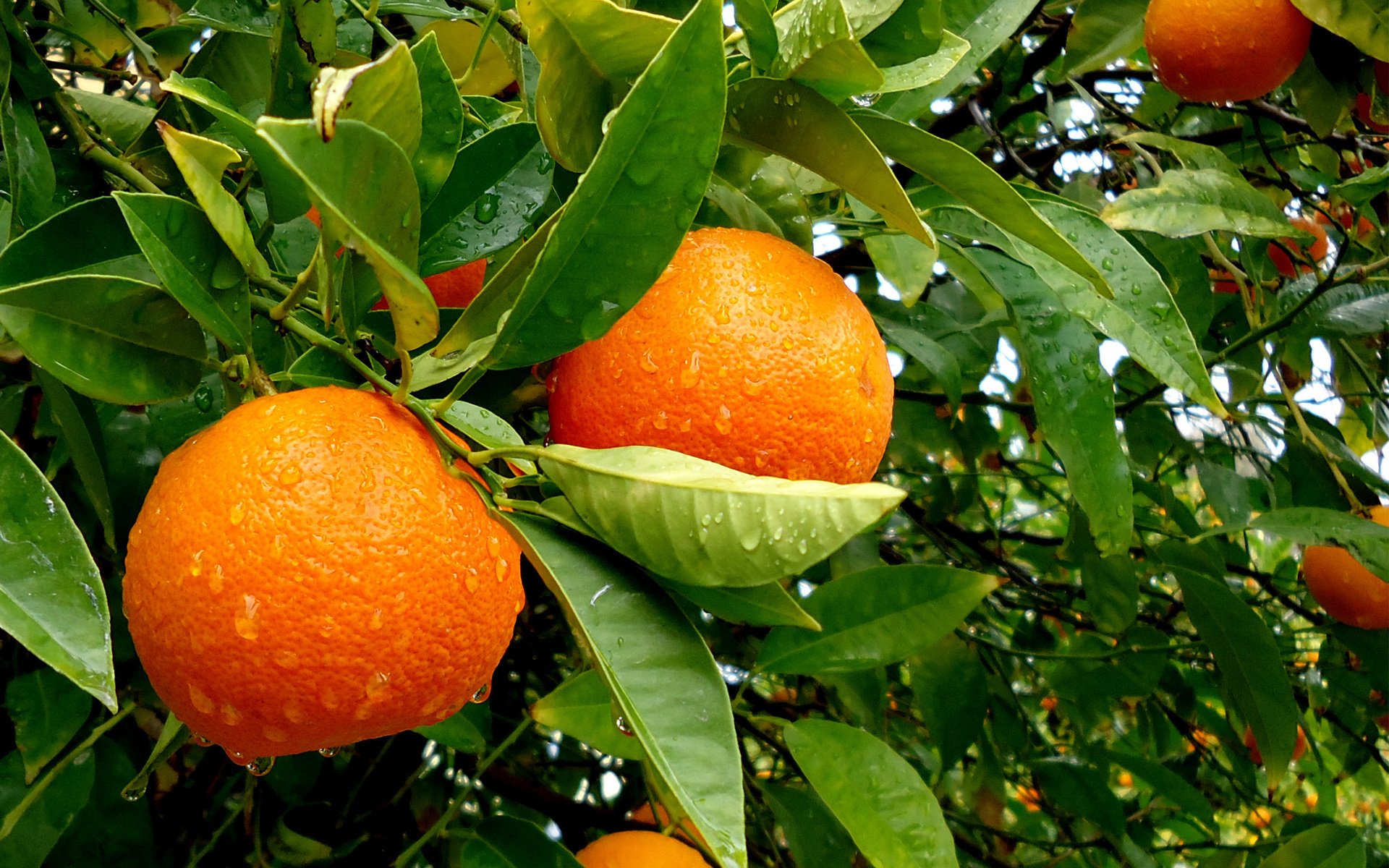 tree leaves rain drops water fruit orange