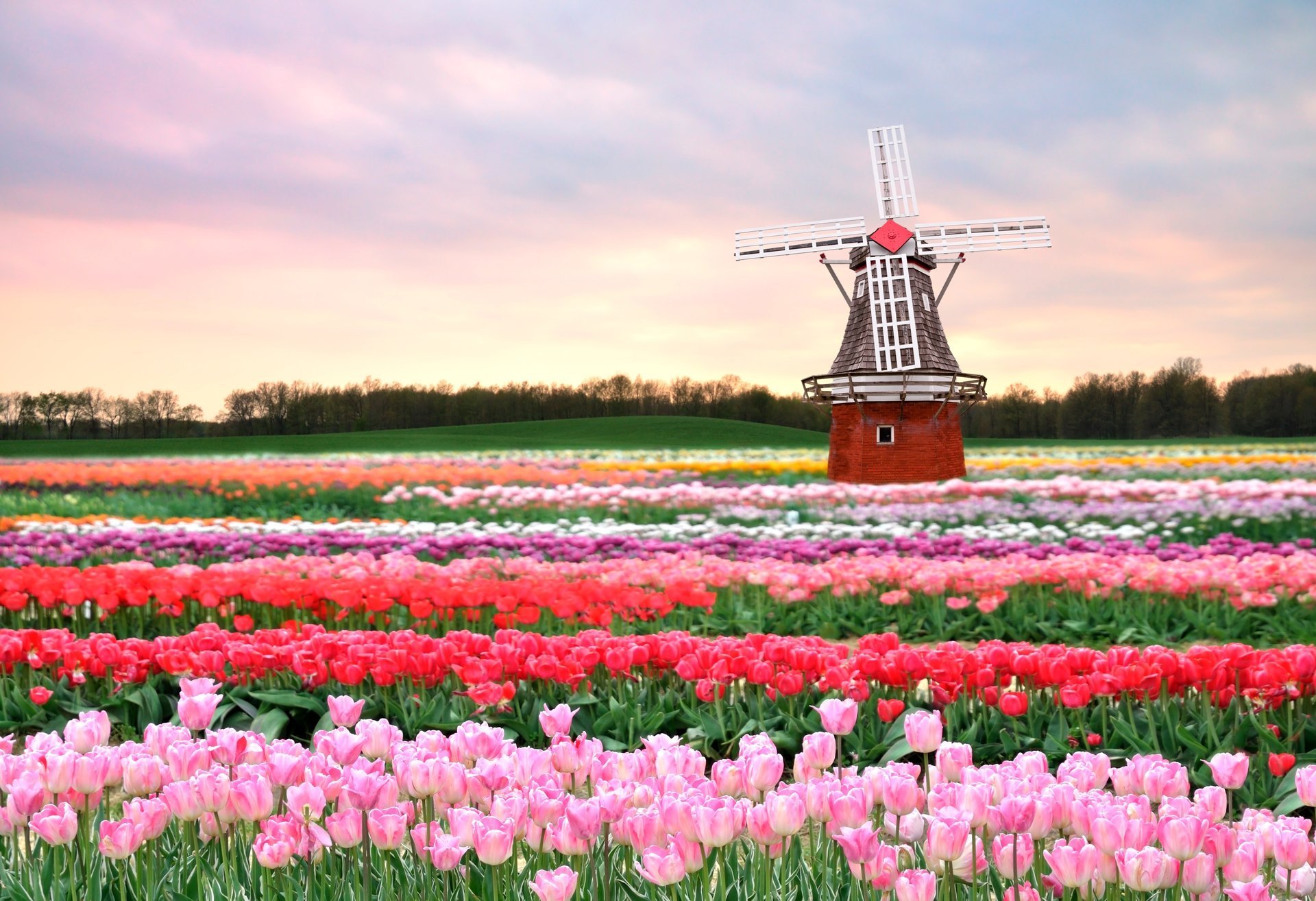 pring flowers pink tulips field mill