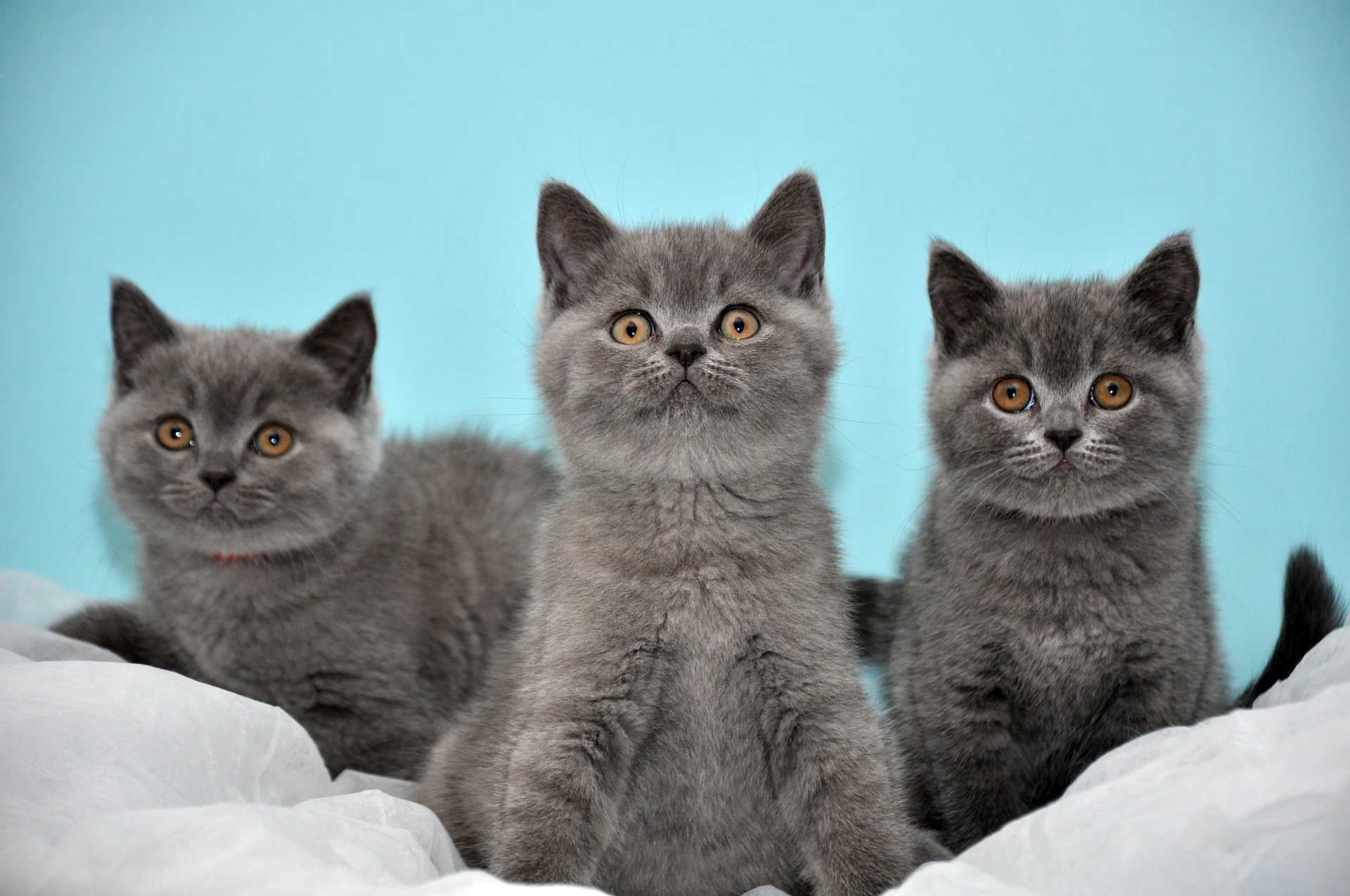 chats britannique fond turquoise trois gris chatons