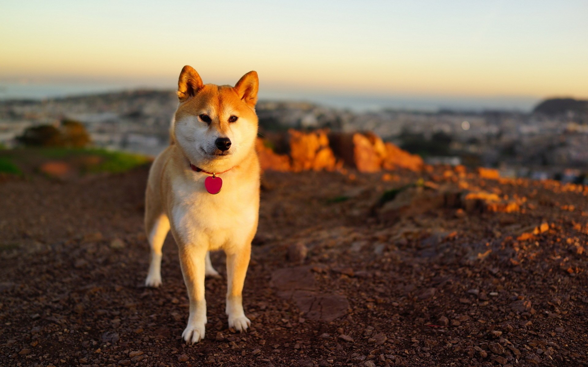 perro fondo puesta de sol