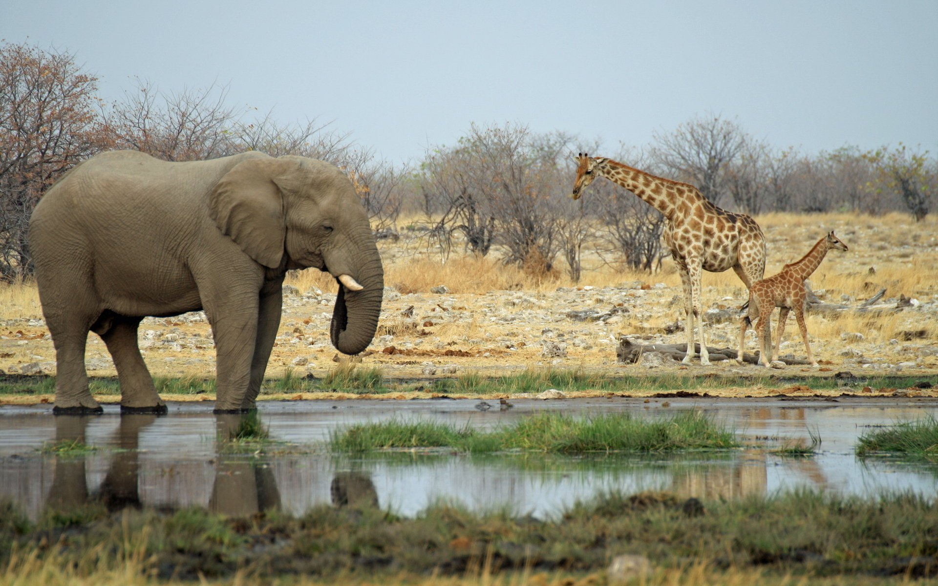 éléphant girafes afrique