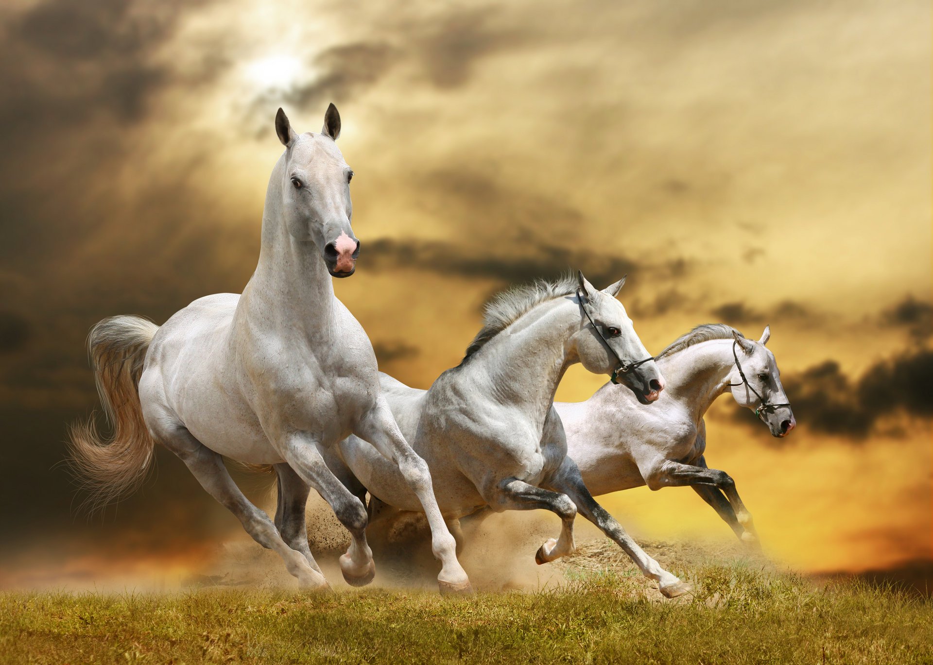 horse running grass cloud