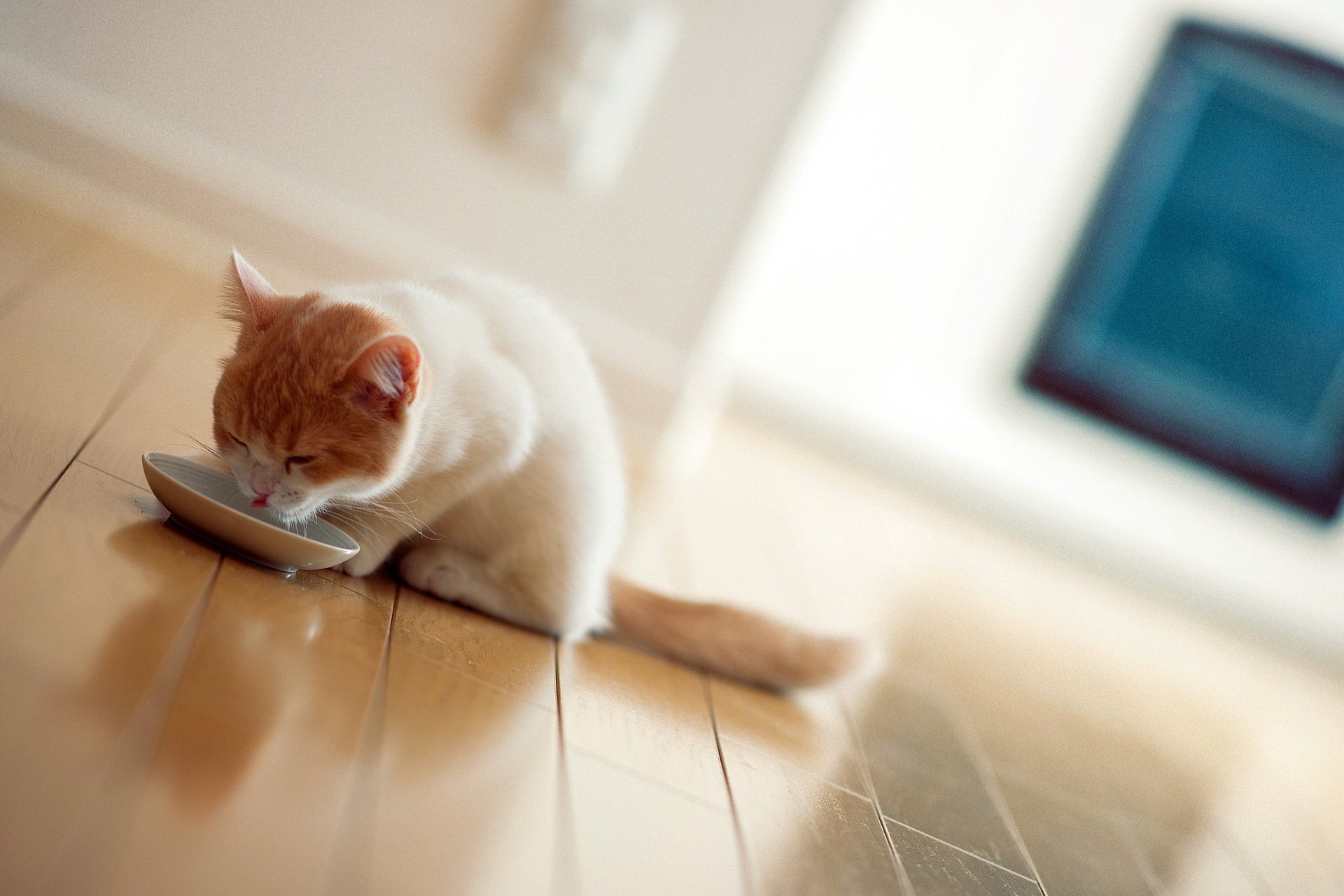 gato torode desayuno