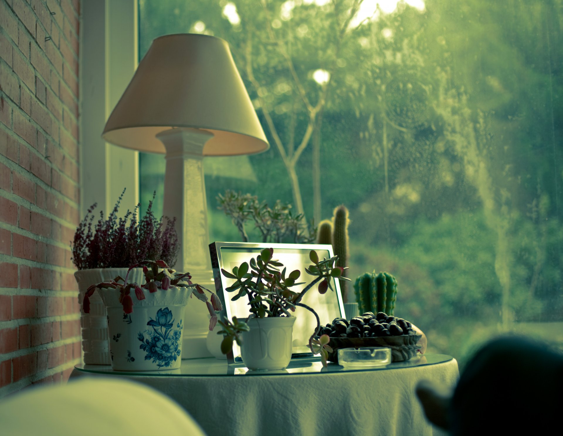 casa ventanas plantas lámpara cactus