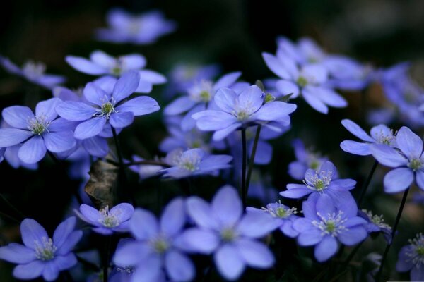 Beaucoup de petites fleurs violettes