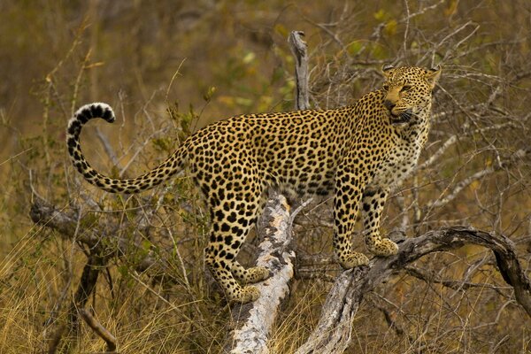 Leopardo manchado de pie en un campo en un árbol