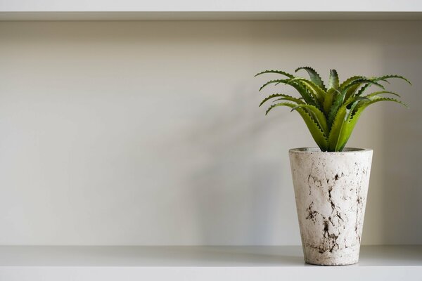 Aloe in vaso bianco su uno scaffale