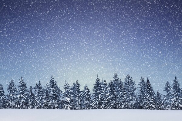 Flocons de neige tombent sur le dessus de la forêt de conifères