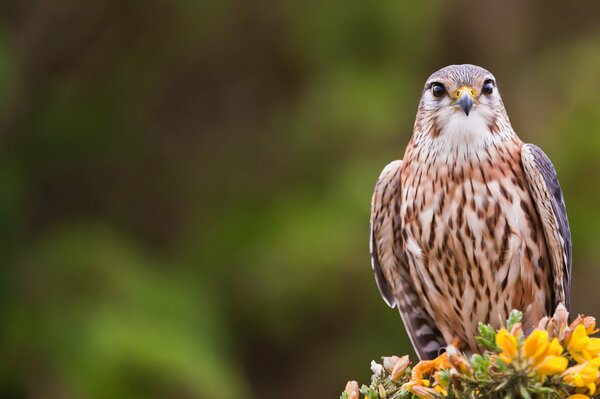 A gyrfalcon bird sits on a twig on a blurry green background