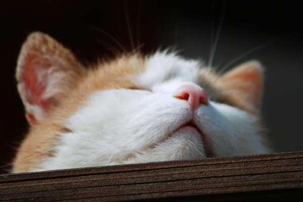 Gatto rosso-bianco addormentato con naso rosa