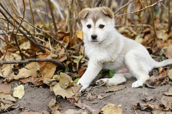 A puppy in dried autumn leaves