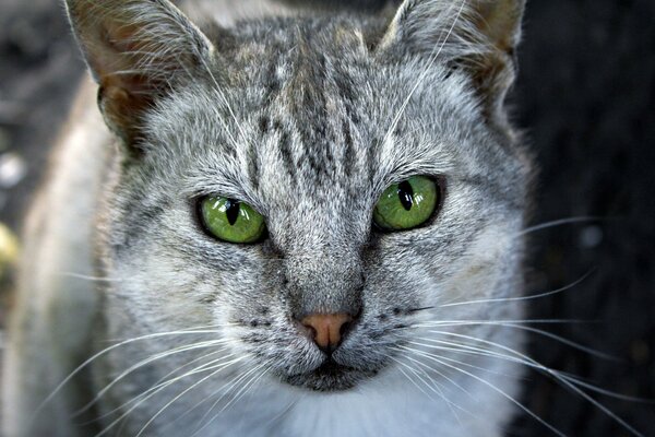 Yeux verts brillants de chat gris