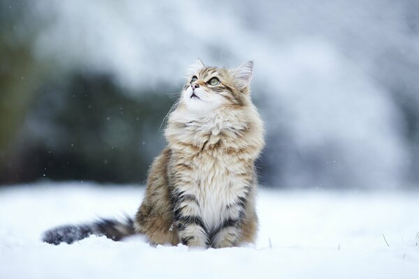 Pelzige Katze beobachtet im Winter Vögel