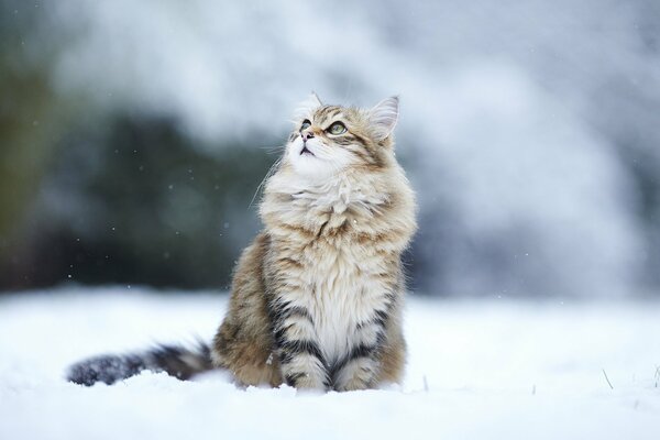 Un chat moelleux regarde les oiseaux en hiver