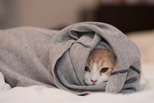 Il gatto si nascose in un maglione da donna