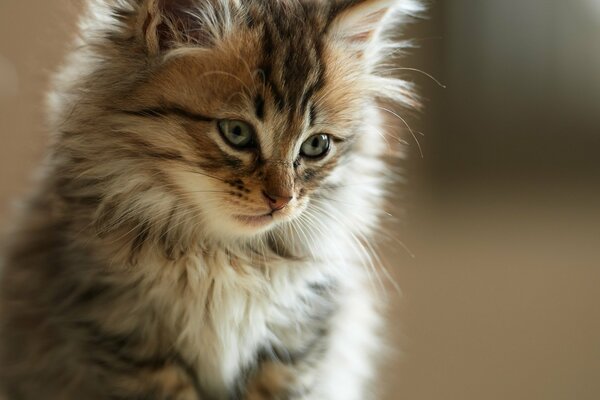 Bella faccia di un gattino Peloso