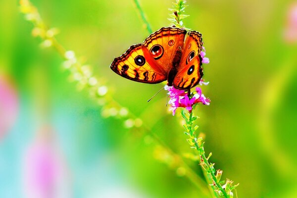 Mariposa y flor en la naturaleza