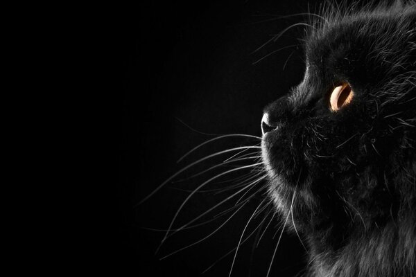 Gato negro con ojos amarillos en fonech negro